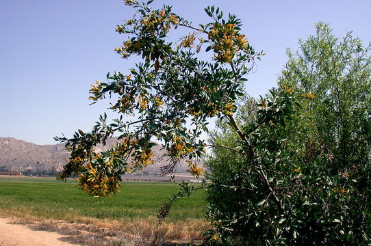 Image of tree tobacco