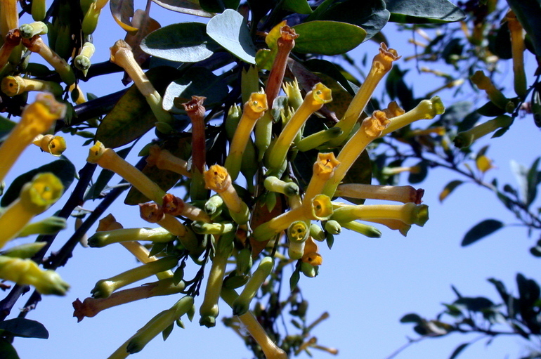 Image of tree tobacco