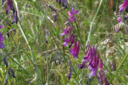 Image of fodder vetch