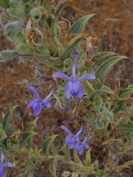 Trichostema lanceolatum Benth. resmi