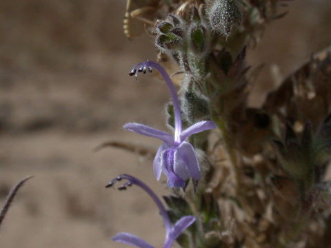 Image of vinegarweed