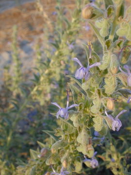 Trichostema lanceolatum Benth. resmi