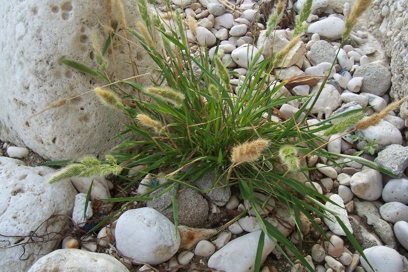 Image of Annual Beard-grass