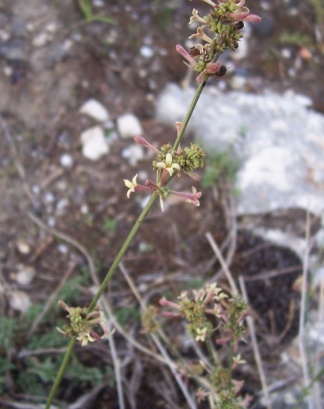 Image of squinancywort