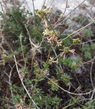 Image of squinancywort