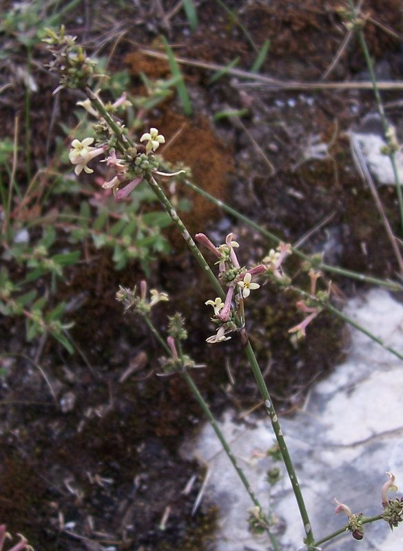 Image of squinancywort