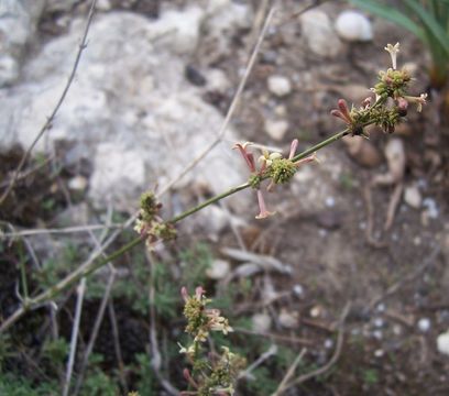 Image of squinancywort