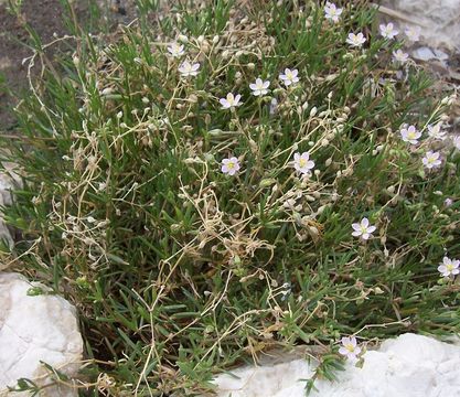 Plancia ëd Spergularia media (L.) C. Presl