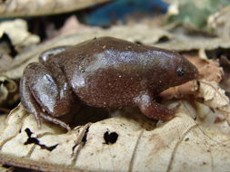 Image of Rio Elongated Frog