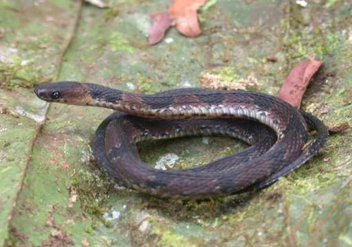 Ninia maculata (Peters 1861) resmi