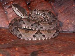 Imagem de Bothrops asper (Garman 1883)