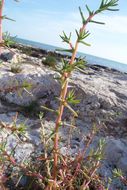 Image of oppositeleaf Russian thistle