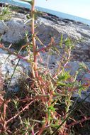 Image of oppositeleaf Russian thistle