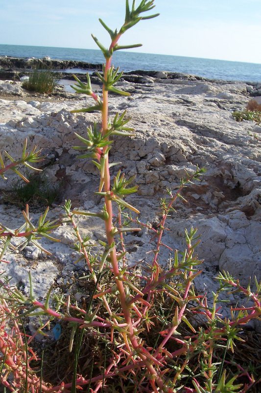 Image of oppositeleaf Russian thistle