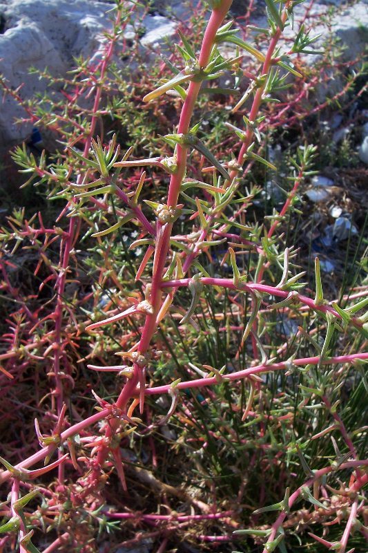 Image of oppositeleaf Russian thistle