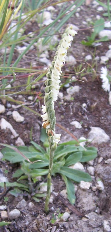 Image of Autumn Lady's Tresses Spiranthes