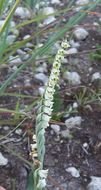 Image of Autumn Lady's Tresses Spiranthes