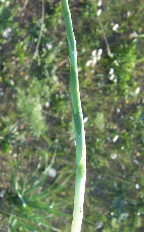 Image of Autumn Lady's Tresses Spiranthes