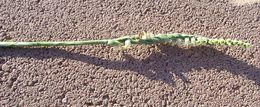 Image of Autumn Lady's Tresses Spiranthes