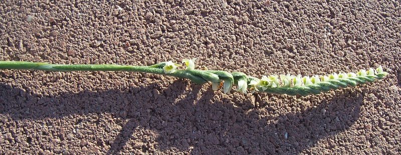 Image of Autumn Lady's Tresses Spiranthes