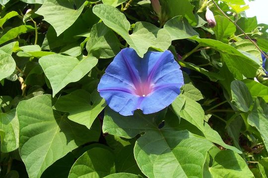 Sivun Ipomoea indica (J. Burman) Merr. kuva