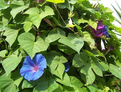 Sivun Ipomoea indica (J. Burman) Merr. kuva