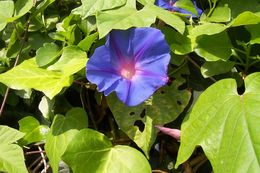 Image of Blue morning glory