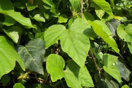 Sivun Ipomoea indica (J. Burman) Merr. kuva