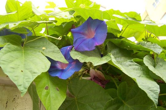 Sivun Ipomoea indica (J. Burman) Merr. kuva