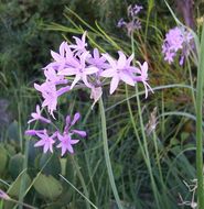 Tulbaghia violacea Harv. resmi