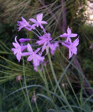 Tulbaghia violacea Harv. resmi