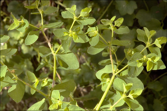 Image of cancer weed