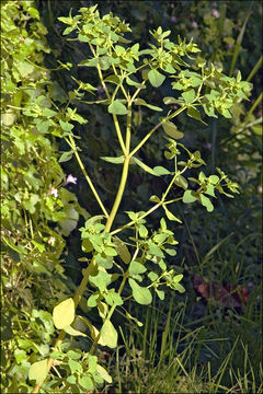 Image of cancer weed