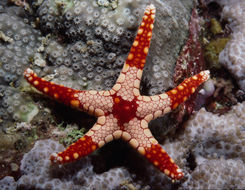 Image of Red and pink sea star