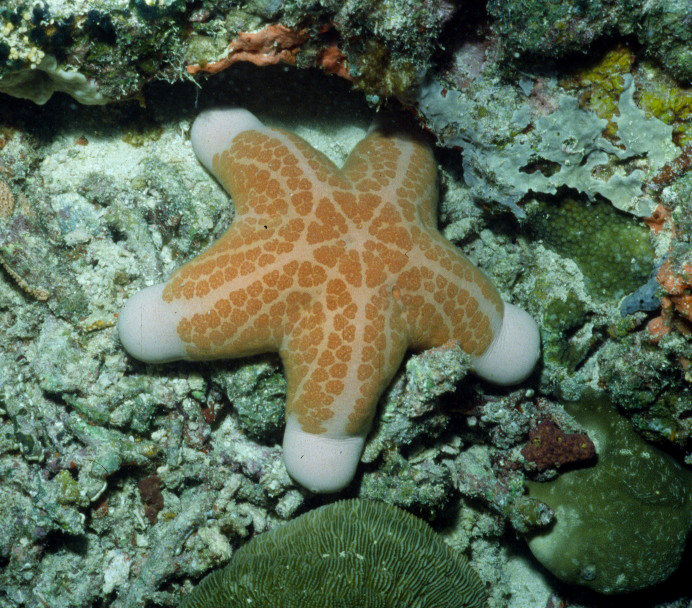 Image of Marshmallow starfish