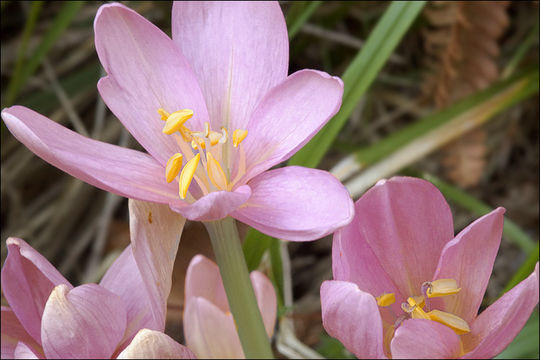 Image of Autumn crocus