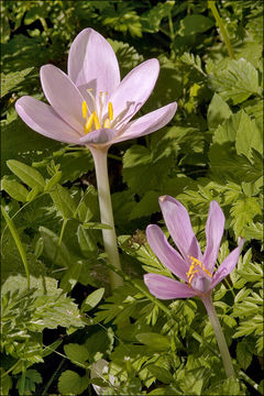 Image of Autumn crocus
