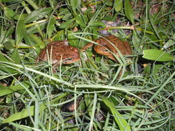 Image of Rhinella achavali (Maneyro, Arrieta & de Sá 2004)