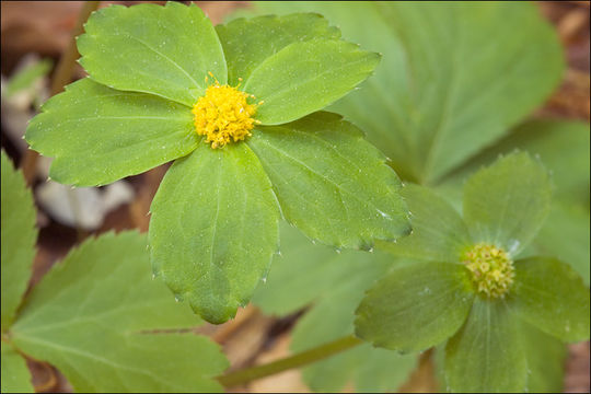 Image of <i>Hacquetia epipactis</i>