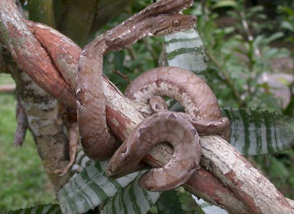Image of Amazon Tree Boa