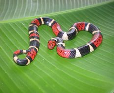 Image of Aquatic Coral Snake