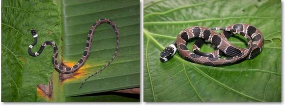 Image of Catesby's Snail-eater