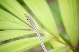 Image of Brown vinesnake