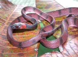 صورة Siphlophis compressus (Daudin 1803)