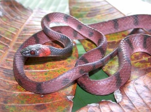 صورة Siphlophis compressus (Daudin 1803)