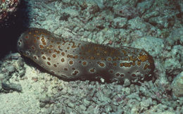 Image of <i>Holothuria argus</i>