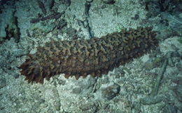 Image of Prickly Redfish