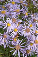 Image of European Michaelmas-daisy