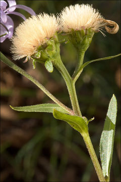 Image of European Michaelmas-daisy