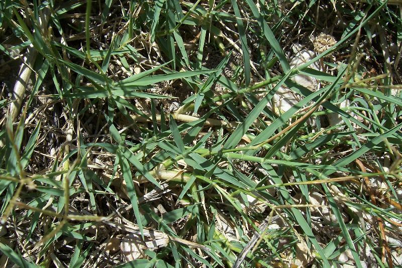 Image of Bermuda grass